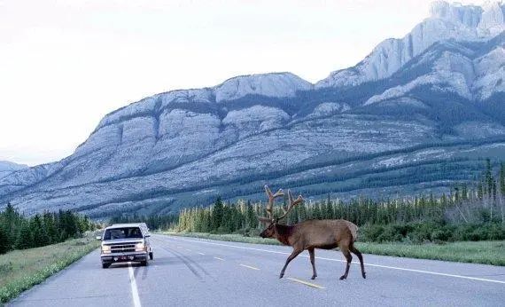 Moose Sightings on the Rise: Canadian Roads Teeming with Wildlife